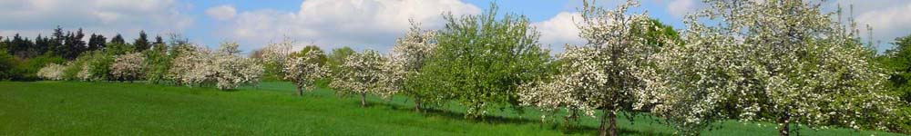 Apfelblüte