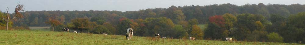 Herbst-Kühe
