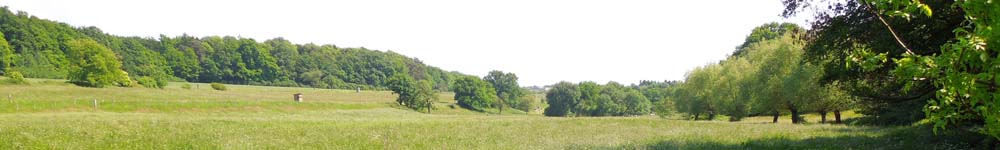 Wiese